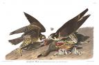 Peregrine Falcon